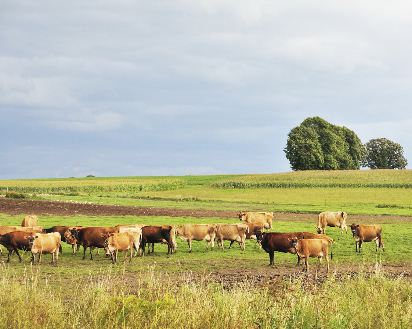 raw-milk-producers